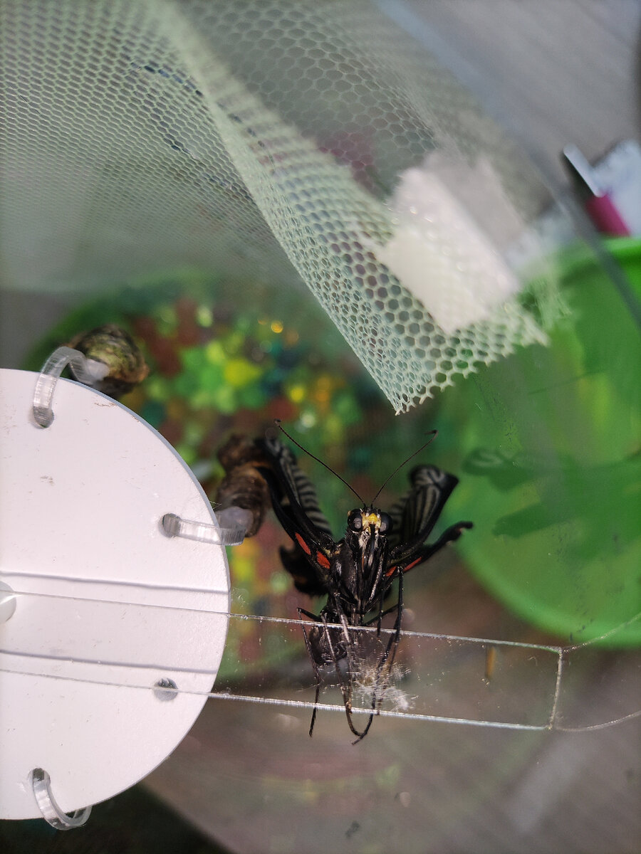 Посмотрите, какая красотка! Фото: личный архив