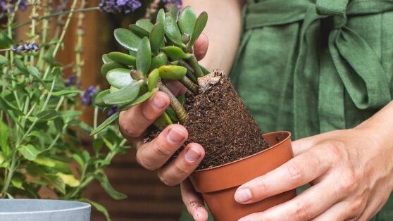    Эксперты дали советы, как размножать денежное дерево черенками Ирина Петрова