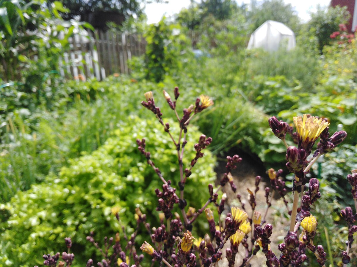 Июльское цветение салата Дубочек