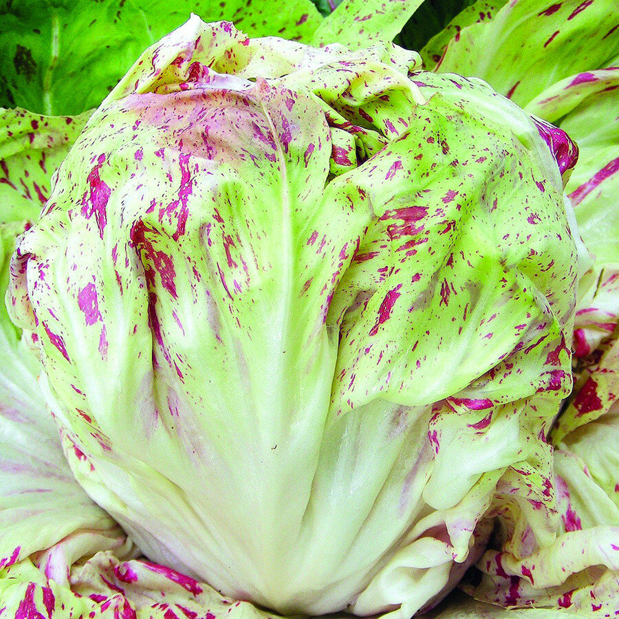 Салат цикорий кочанный. Цикорный салат витлуф. Салат цикорный кочанный. Салат цикорный кочанный. Цикорный салат витлуф.