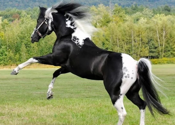 По описанию - примерно такой