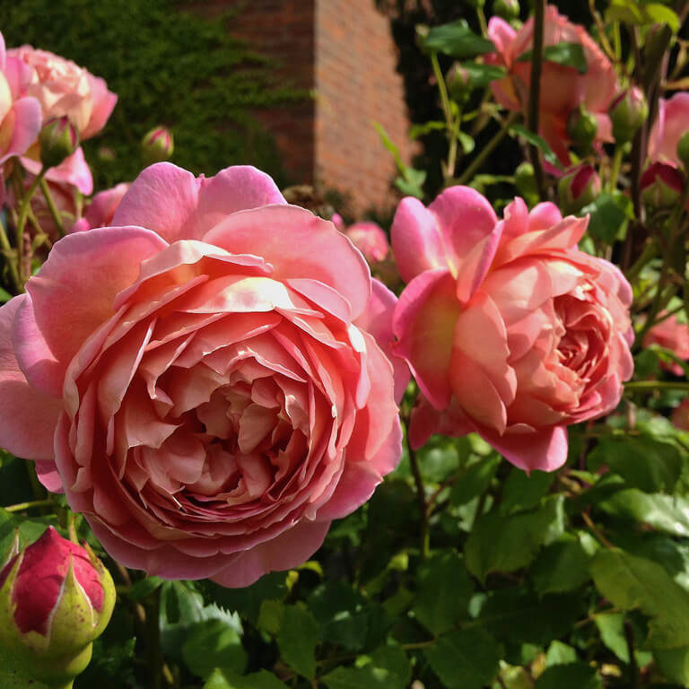 Картинка найдена на просторах интернета, ссылка https://yandex.ru/images/search?from=tabbar&img_url=https%3A%2Fi%2F.pinimg.com%2Foriginals%2Fa8%2F34%2Fа3f%2Fa83р43f81с28759b5e7bd53274cf0591a19.jpg&lr=47&pos=15&rpt=simage&text=%D1%86%D0%B2%D0%B5%D1%82%D1%8B%20%D0%BA%D1%80%D1%83%D0%BF%D0%BD%D0%BE%20%D1%84%D0%BE%D1%82%D0%BE