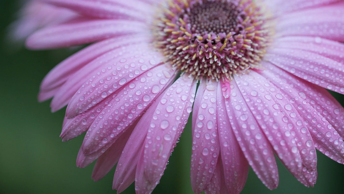 Картинка найдена на просторах интернета, ссылка: https://yandex.ru/images/search?from=tabbar&img_url=https%3A%2F%2Fvsegda-pomnim.com%2Fuploads%2Fposts%2F2022-04%2F1649661332_58-vsegda-pomnim-com-p-makrosyomka-tsveti-foto-75.jpg&lr=103814&p=17&pos=35&rpt=simage&text=%D1%8D%D0%BA%D0%B7%D0%BE%D1%82%D0%B8%D1%87%D0%B5%D1%81%D0%BA%D0%B8%D0%B5%20%D1%86%D0%B2%D0%B5%D1%82%D1%8B%20%D0%BA%D1%80%D1%83%D0%BF%D0%BD%D1%8B%D0%BC%20%D0%BF%D0%BB%D0%B0%D0%BD%D0%BE%D0%BC%20%D1%84%D0%BE%D1%82%D0%BE