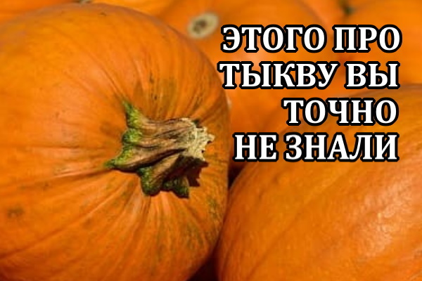 Этого о тыкве вы точно не знали