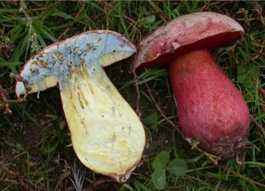 Сатанинский гриб на срезе. Гриб поддубовик сатанинский. Сатанинский гриб на срезе. Сатанинский гриб несъедобный. Боровик синеющий.