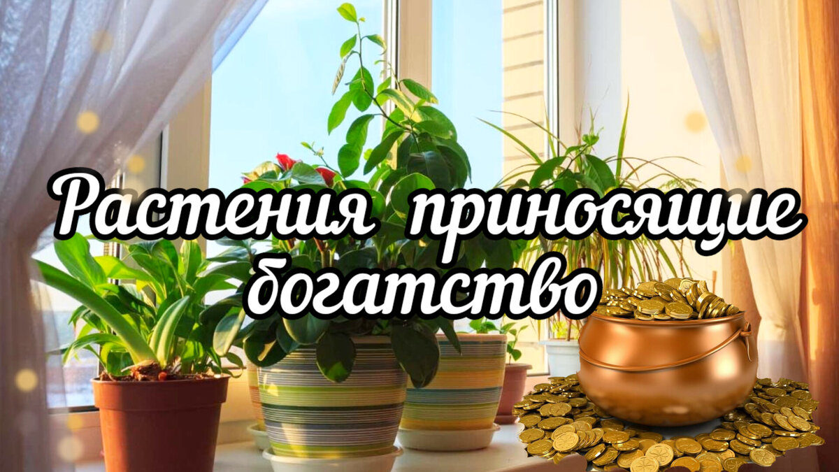 💫10 Комнатных растений, которые привлекут БОГАТСТВО в дом🌿 | Сад и кухня  | Дзен