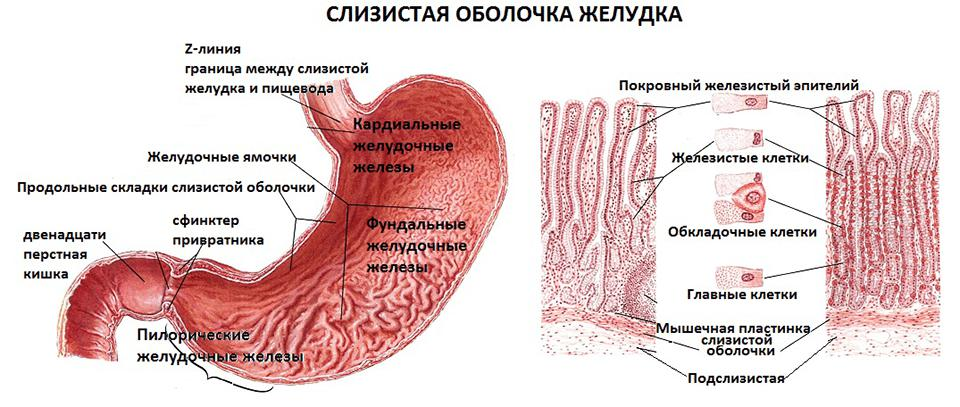 В пищеводе железы расположены в. Структура слизистой оболочки желудка. Рельеф слизистой оболочки желудка. Желудок человека слизистая оболочка. Слизистая оболочка желудка человека строение.