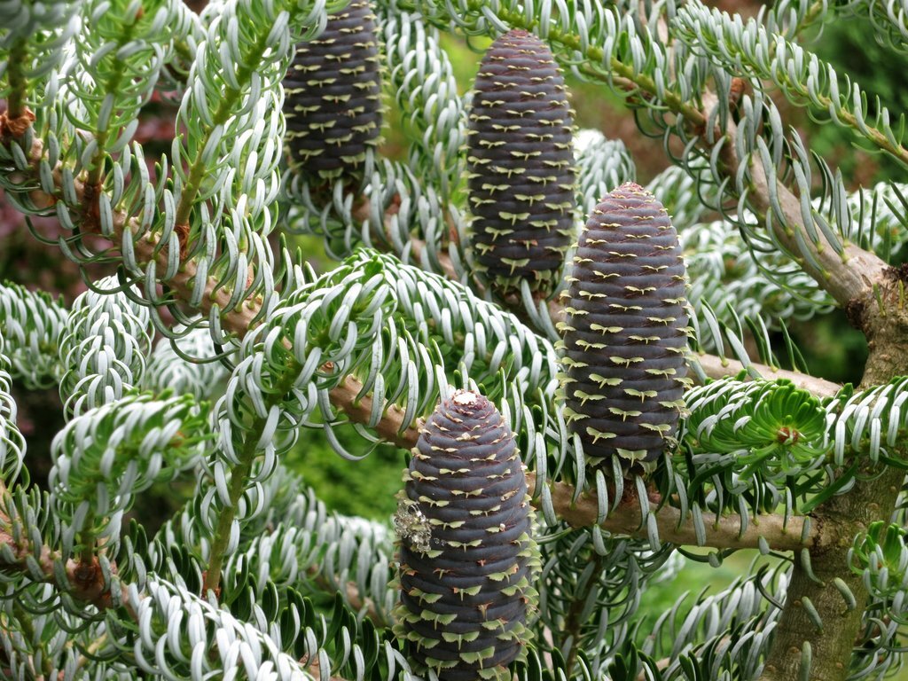 Abies koreana silberlocke. Пихта корейская Silberlocke. Пихта Кореана Сильберлок. Пихта корейская Сильберлок (Silberlocke). Пихта корейская Абиес Кореана.