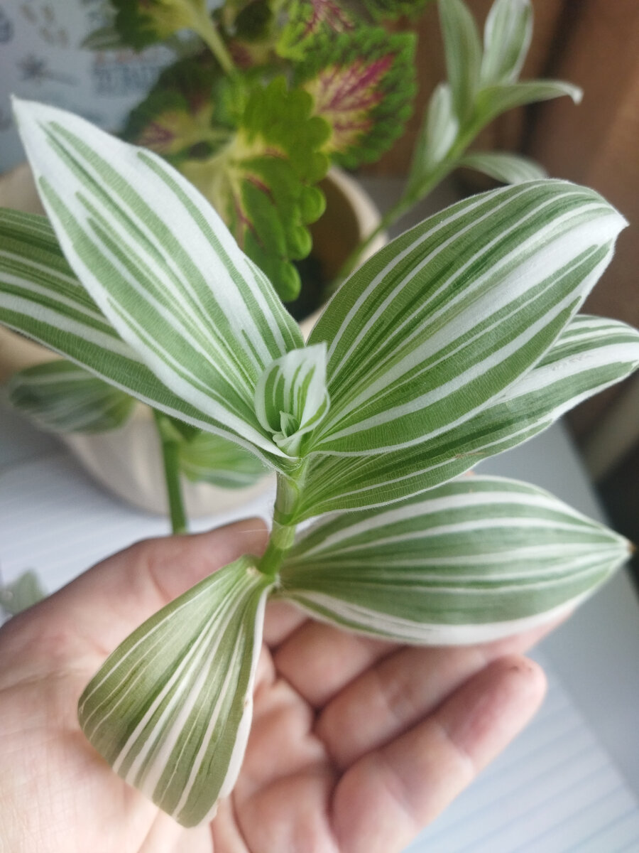 Традесканция Зебрина