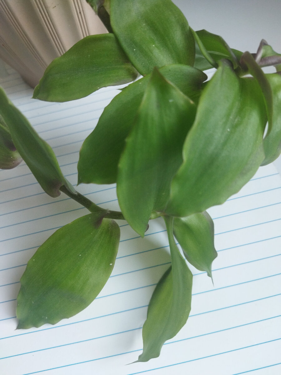 Традесканция