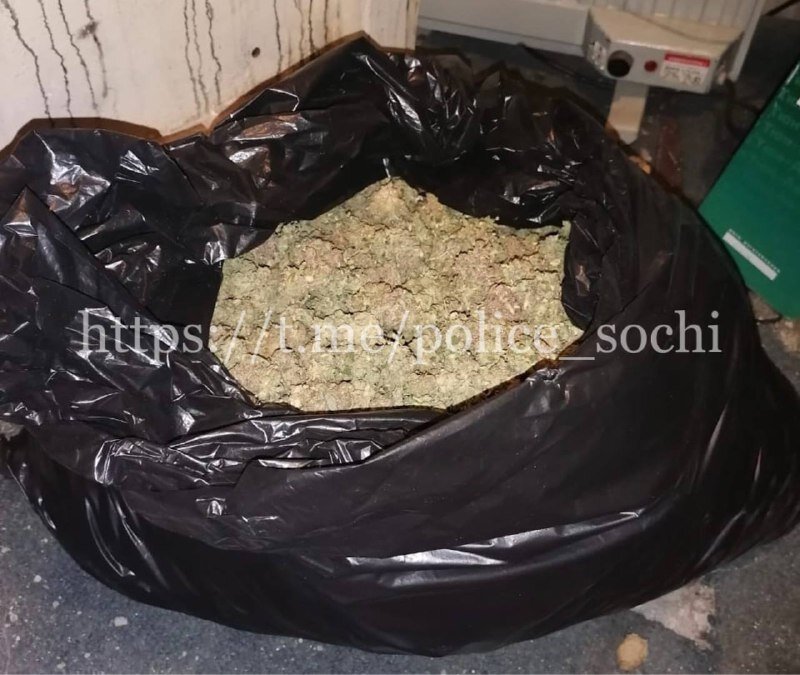    Фото: официальный телеграм-канал Полиции Сочи writ4