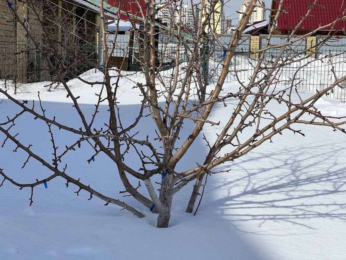 Мыши прекрасно передвигаются под снегом