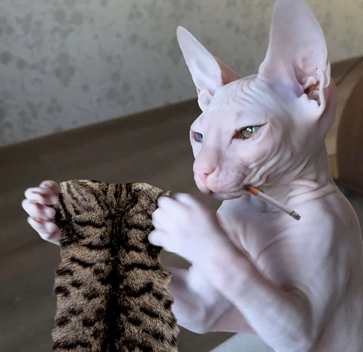 Сфинкс думает: одеть или нет шкуру