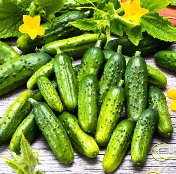 Алтайский феномен