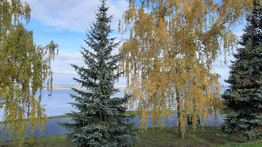 Купание в Волге, утки, забег. Набережная Волги в Самаре 4 ноября.