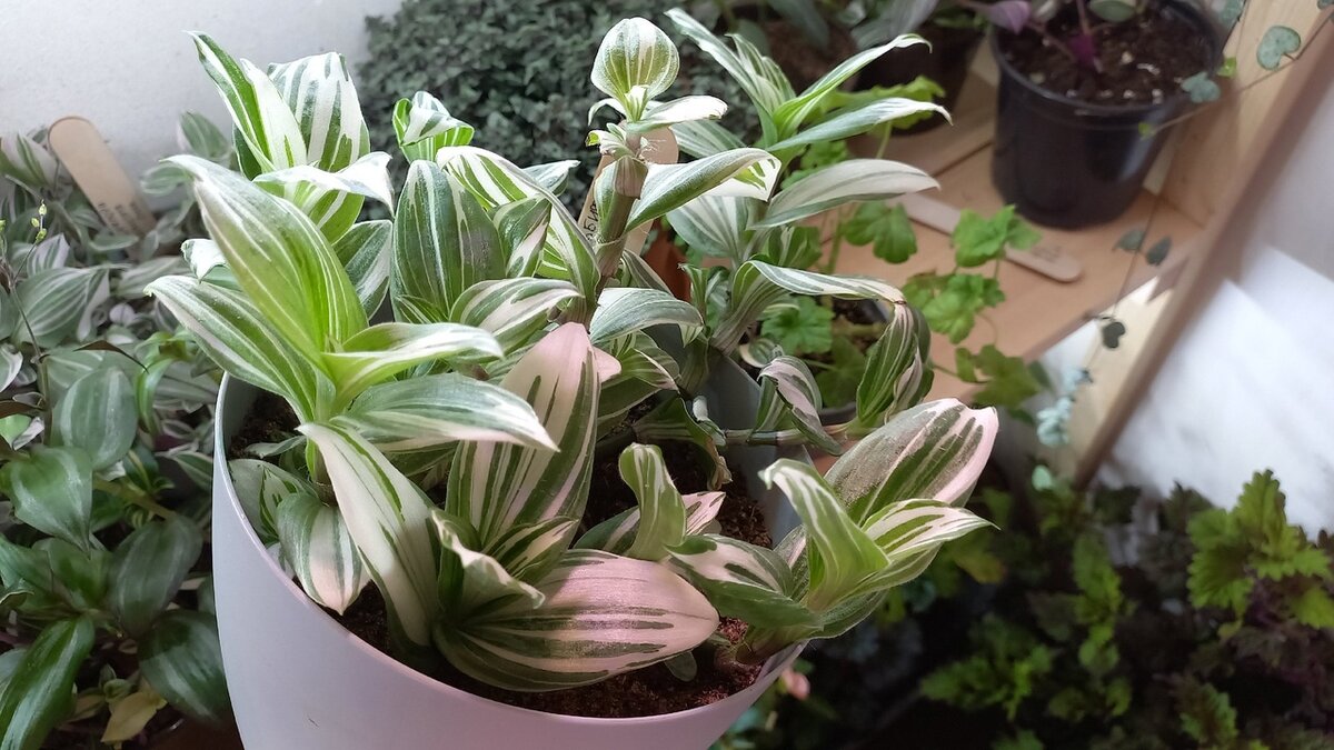 Albiflora White