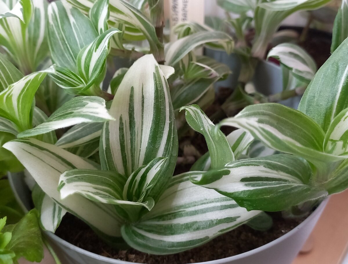 Традесканция белоцветковая Albiflora White