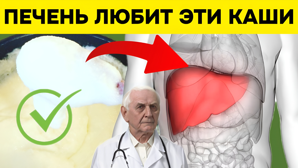 Печень имеет огромное значение для организма и выполняет функцию фильтра.