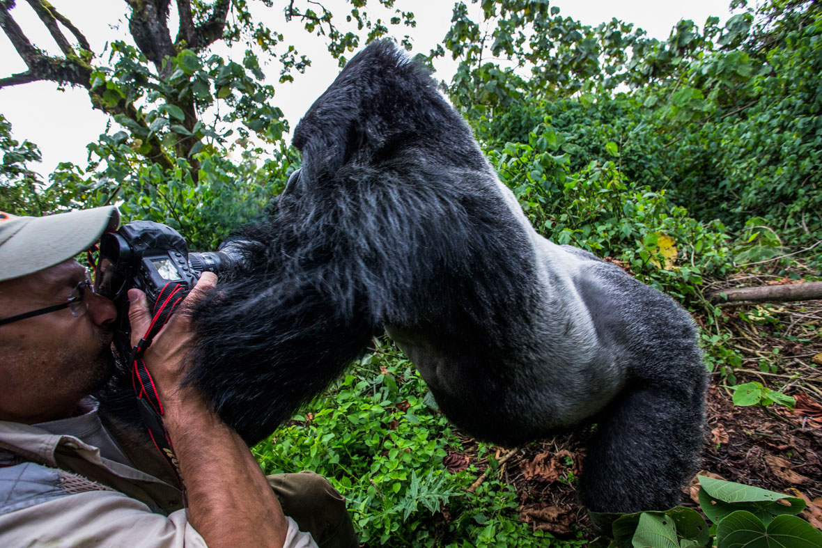 Пока на фотографа нападала горилла, его успели заснять другие фотографы. 