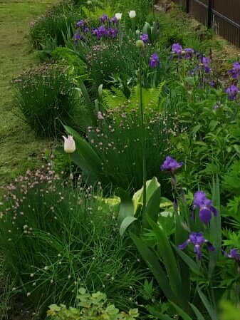 Так выглядел цветник на второй год после посадки