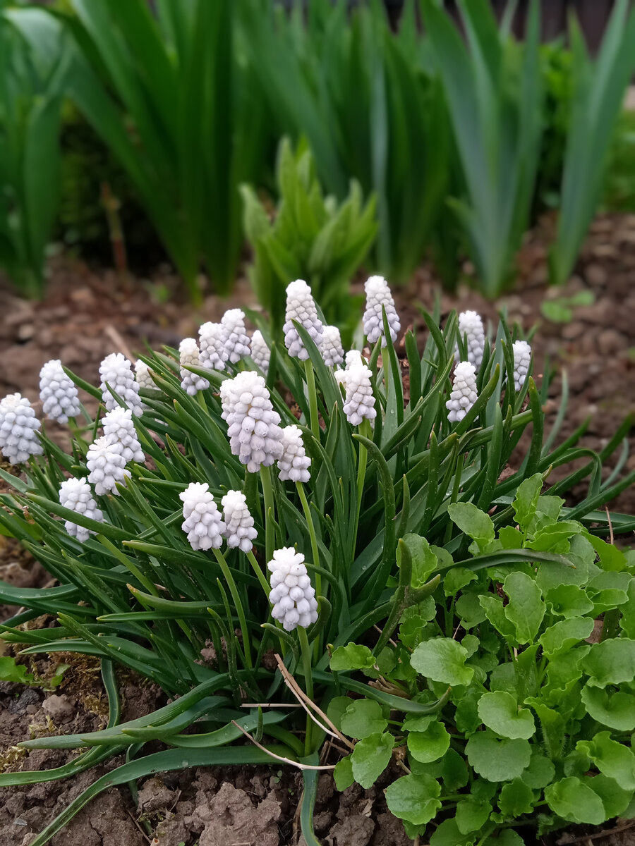 Мускари Венус 