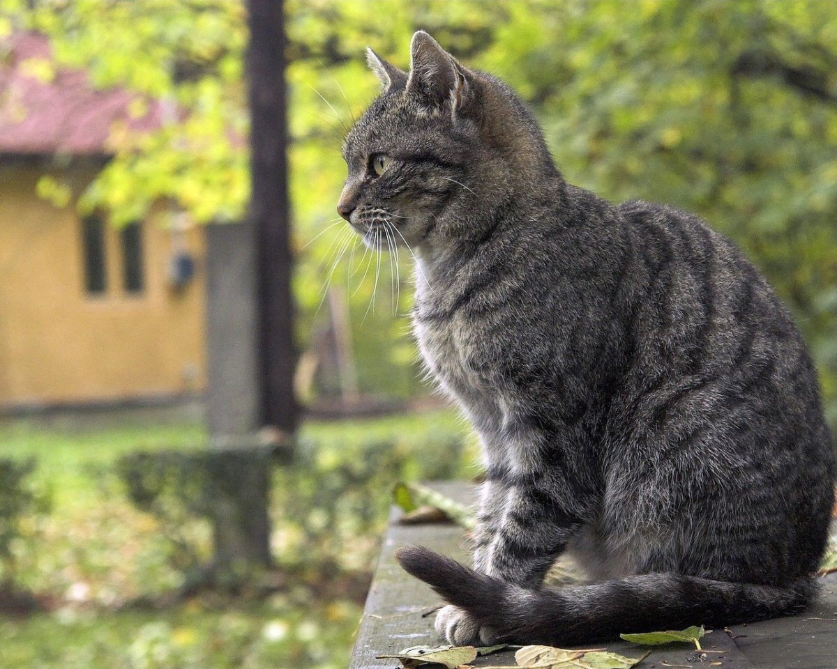 Кошка сидит. Сидячая кошка. Сидячий кот. Кошка ест.