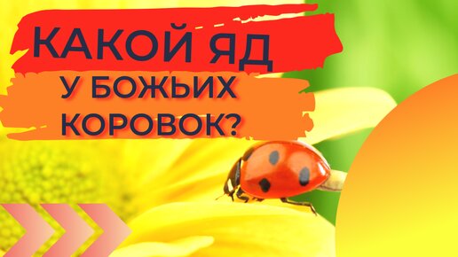 Правда ли, что жёлтые божьи коровки ядовиты, а красные – нет? Пришло время разобраться с ещё одним мифом! 🎥