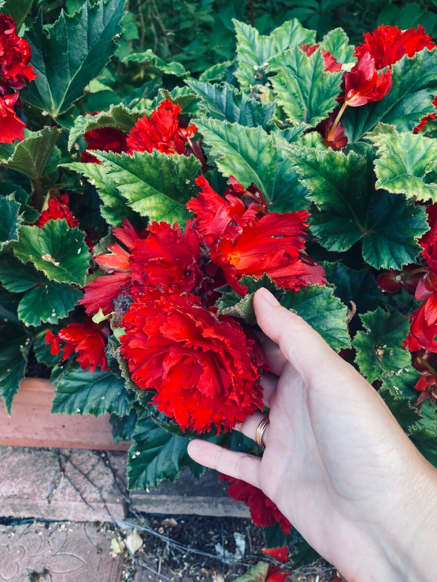 У сорта Дарк Ред цветы Поменьше, но тоже красиво смотрятся.