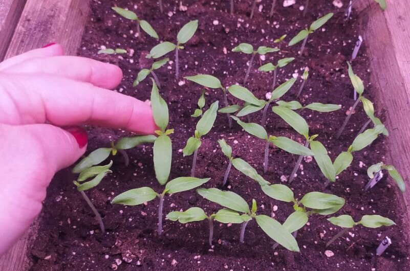 пикировка рассады томатов. что такое пикировка рассады помидоров. когда пикировать помидоры после всходов. когда пикировать помидоры после всходов. когда пикировать помидоры после всходов.