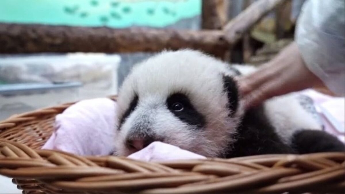    В Московском зоопарке маленькая панда стала различать предметы и реагировать на свет