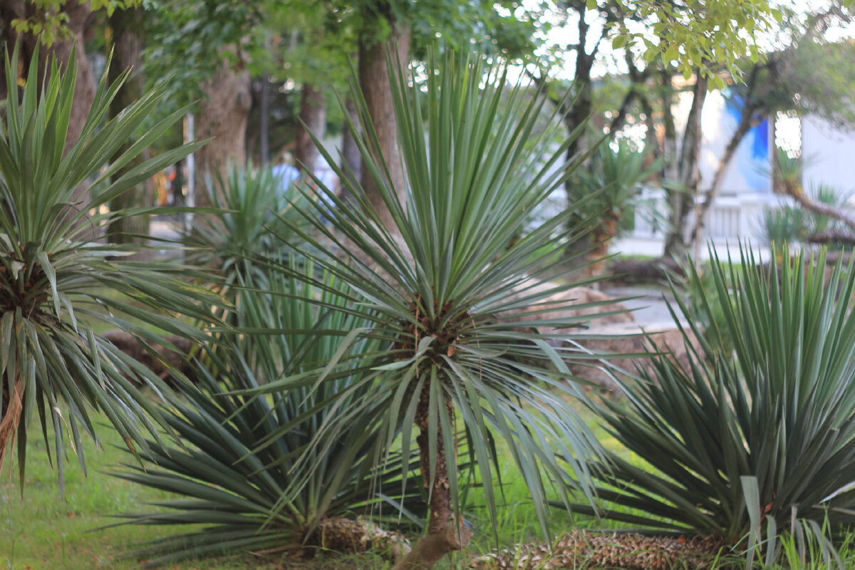 Территория вся утопает в зелени и грязи