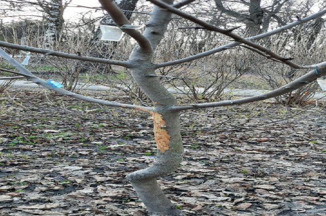    Можно ли использовать рубероид для защиты яблонь от мышей?