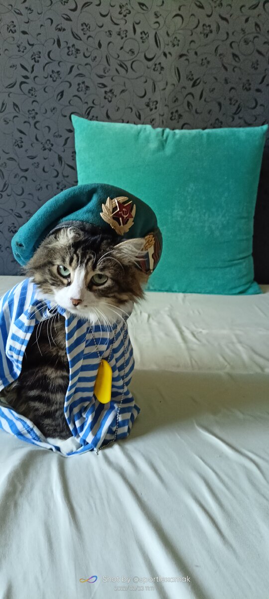 Кот разведчик