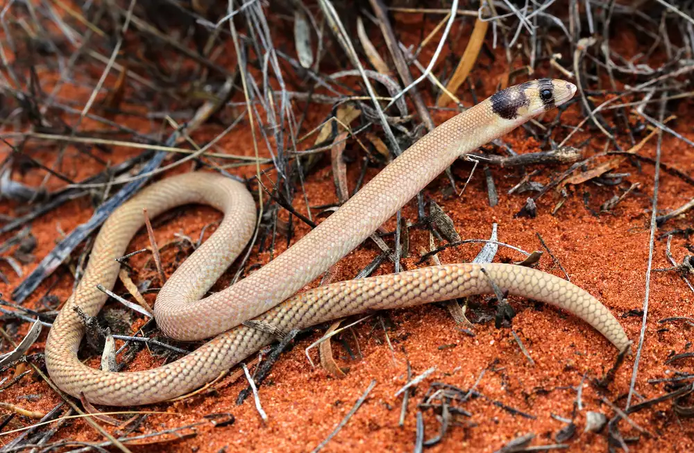 У некоторых видов гекконов нет лап, и они больше похожи на змей 

