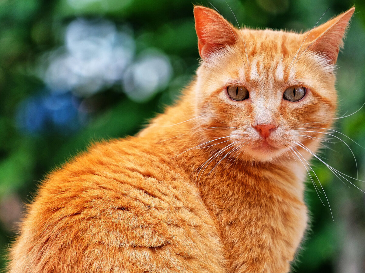 Источник фото: https://www.goodfon.ru/cats/wallpaper-download-1400x1050-kot-koshka-morda-vzgliad-poza-ryzhii-boke-portret.html.  Но именно таким я вижу четвероногого героя своего рассказа.