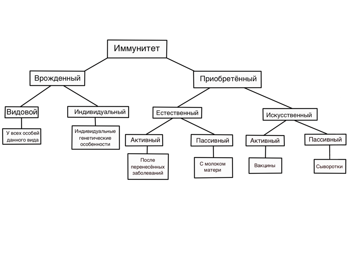 Вся теория по иммунитету для ЕГЭ 🦠 | Sechenov ЕГЭ | Химия и Биология |  2024 | Дзен