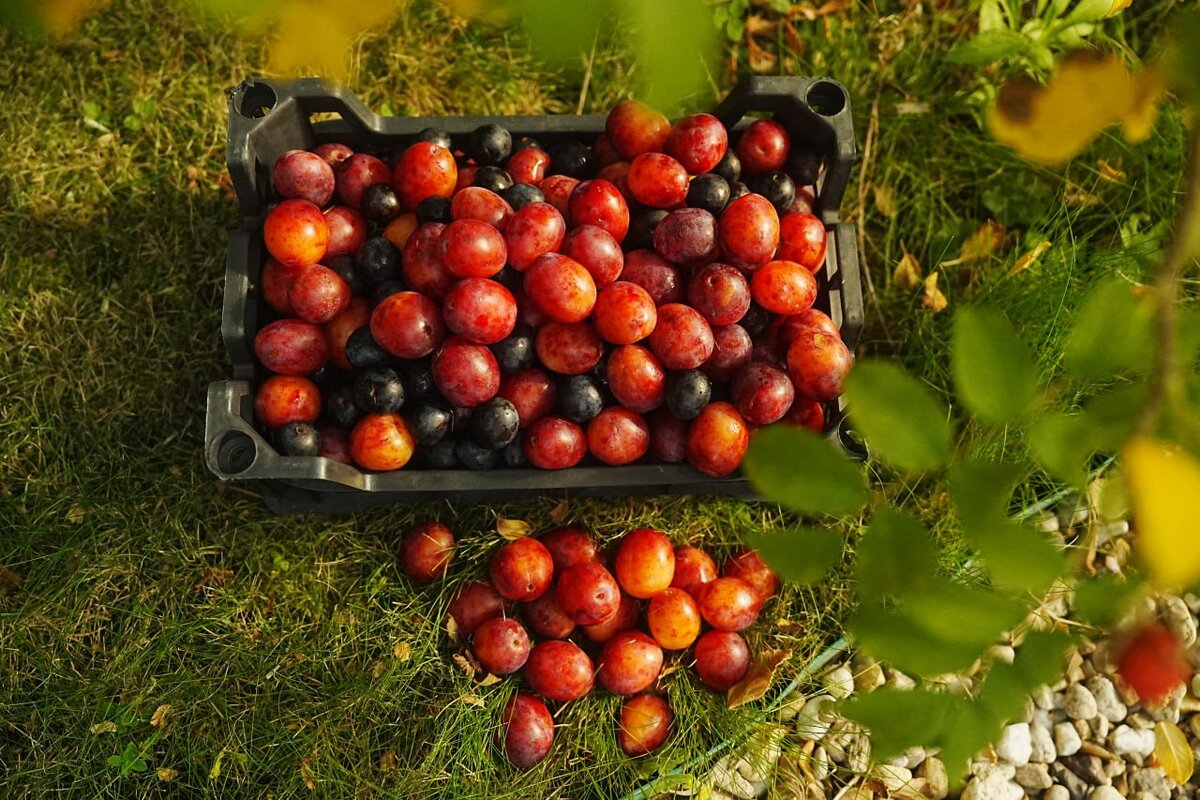 Подпишись на наш канал, чтобы урожай радовал!