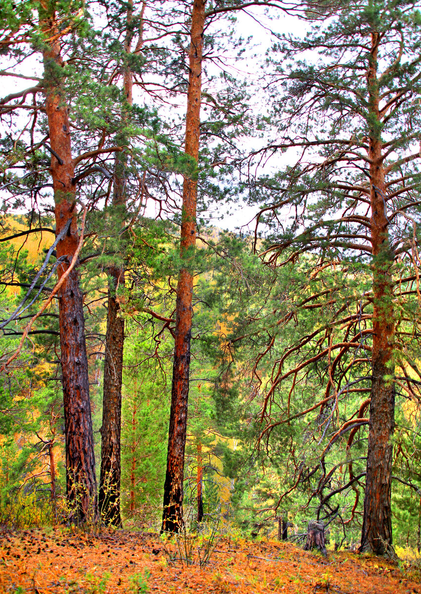 Фотография, стихотворение Василия Глуцкого