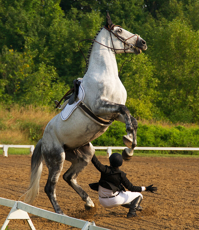 Подам лошадь. Лошадь под всадником. Спортивный конь. Лошадь галоп. Всадник конный спорт.