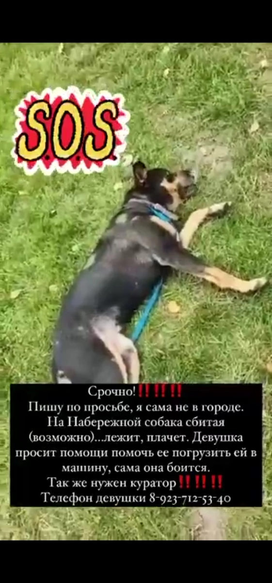 Фото с поста группы ВКонтакте animal_nsk - Новосибирск