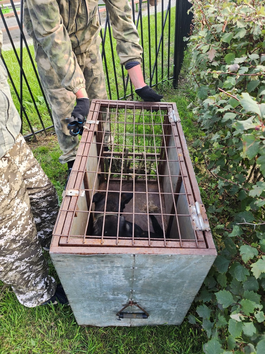 Отлов забирает Героику