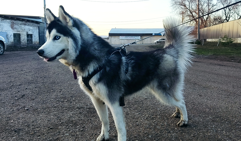 Хаски по имени Мани
