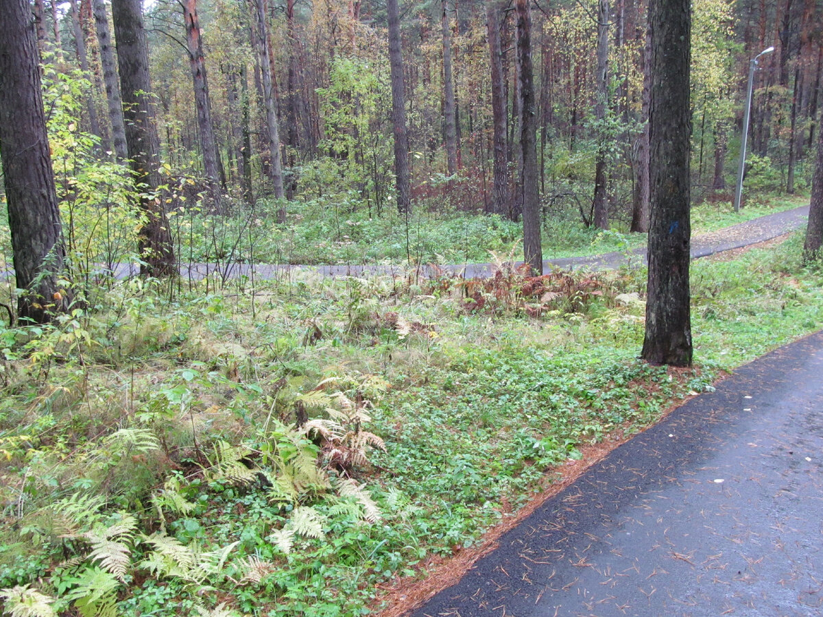 Рис. 1. Велопешеходные дорожки в Сосновом Бору