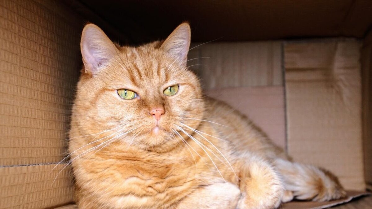    Кошки неспроста обожают сидеть в коробках: удивительное наблюдение© PxHere