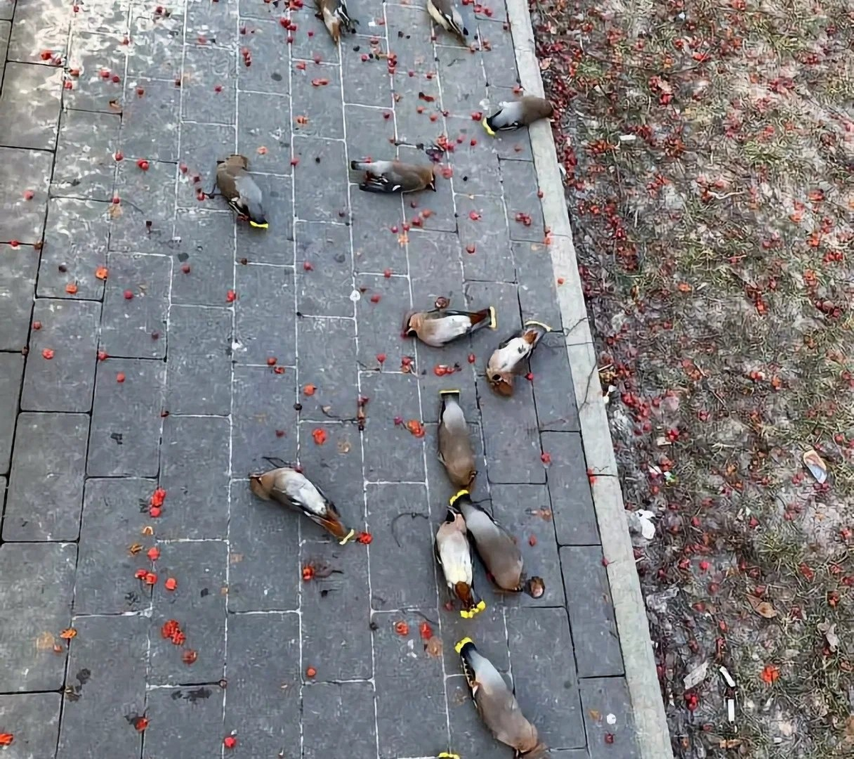 Вот такие фотографии часто становятся поводом для того, чтобы назвать свиристелей «пьяными».