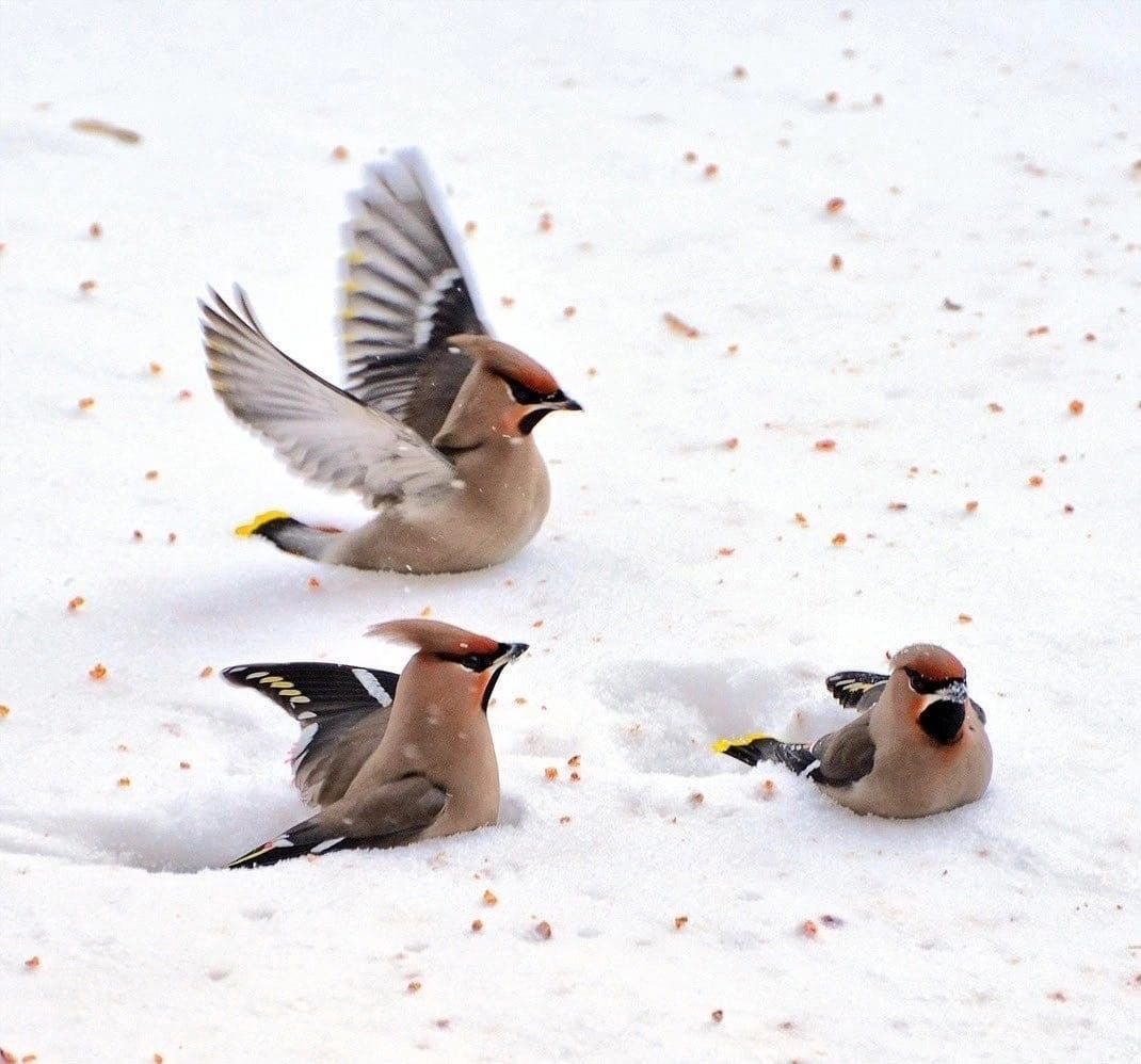 Ну всё, дачный сезон закончился, пора отправляться жить в город! 
