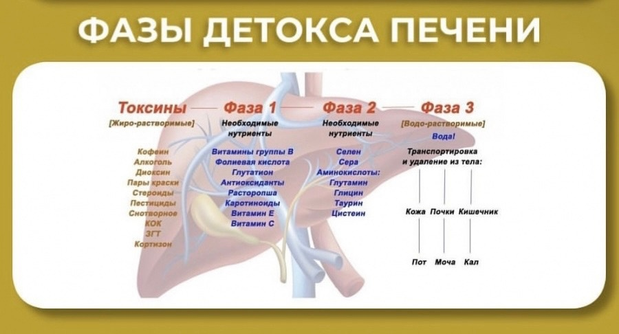 Как правильно заваривать овес для очищения печени и улучшения ее работы?