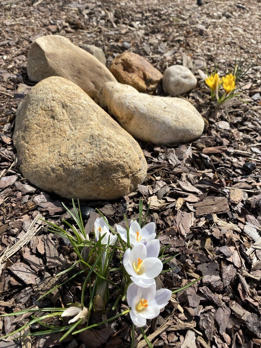Крохотные первоцветы ранней весной. Крокусята.