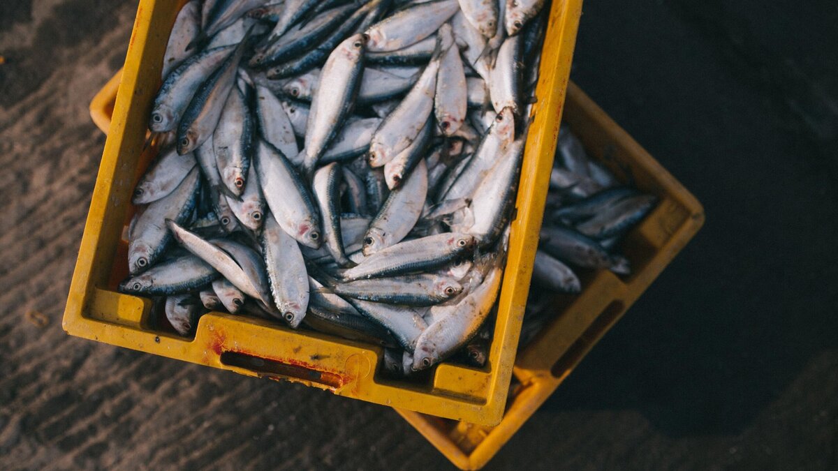    Какую часть рыбы следует есть с осторожностью? © Unsplash / Nguyen Linh