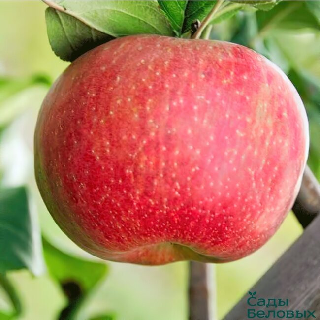 Фото из интернета, "Яндекс Картинки". 